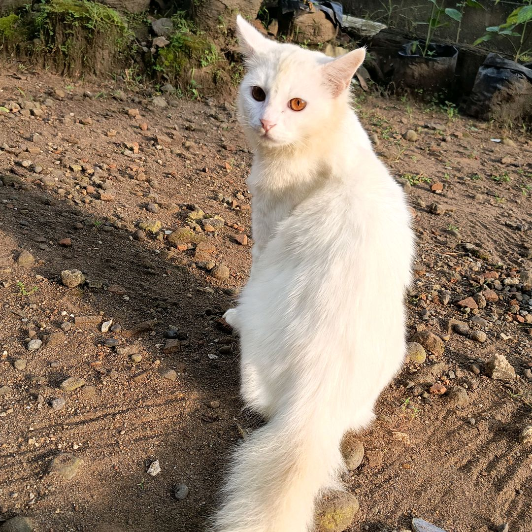 Ciko